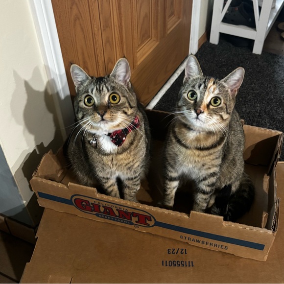 Live Show Notifications 🔔 🐈 - Picture 3 of 13